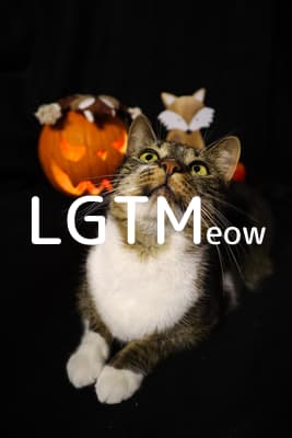 lgtm-cat-image