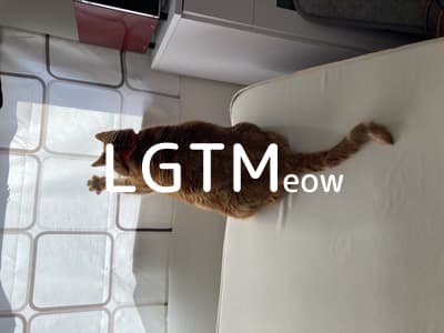 lgtm-cat-image